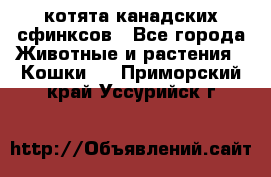 котята канадских сфинксов - Все города Животные и растения » Кошки   . Приморский край,Уссурийск г.